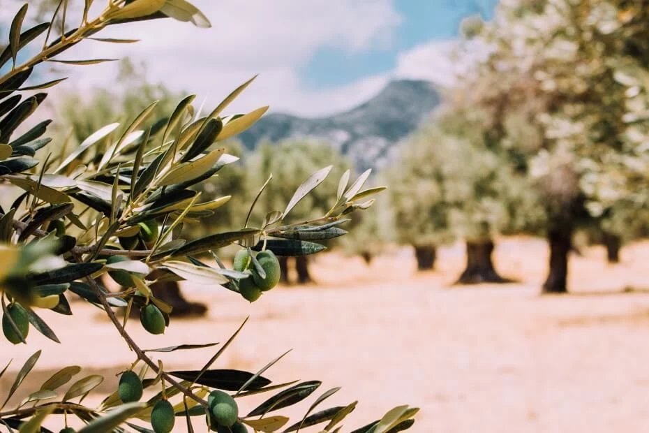 Lluvias Bienvenidas Pero Insuficientes Para Contener El Precio Del Aceite De Oliva