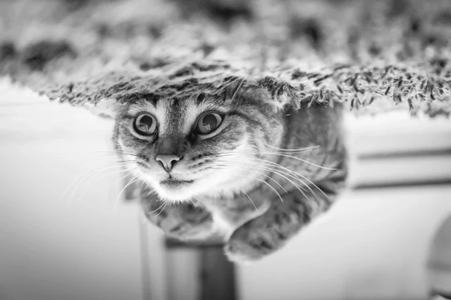 ¿Mito O Verdad?: ¿Pueden Los Gatos Ver Fantasmas?