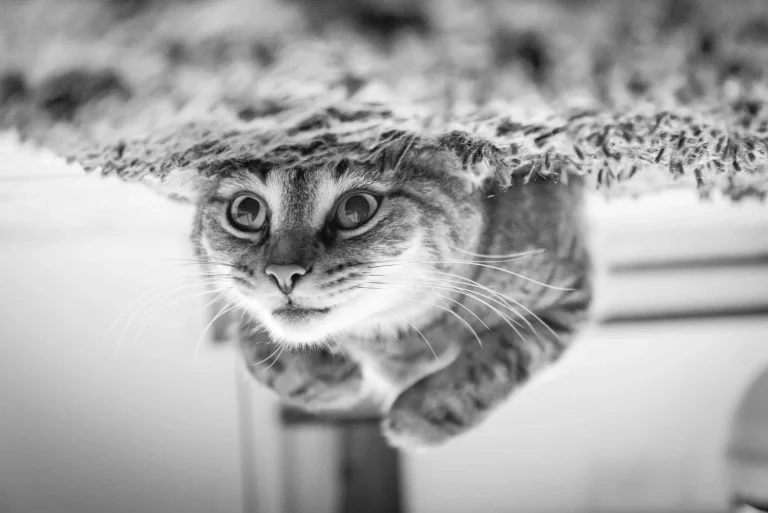 ¿Mito o verdad?: ¿Pueden los gatos ver fantasmas?