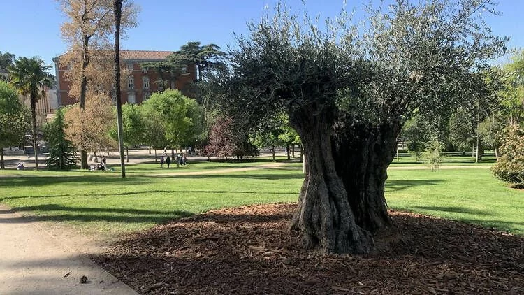 Perdurabilidad y resiliencia: el olivo como símbolo de esperanza