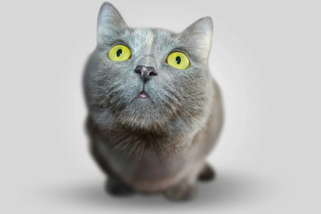 ¿Mito O Verdad?: ¿Pueden Los Gatos Ver Fantasmas?