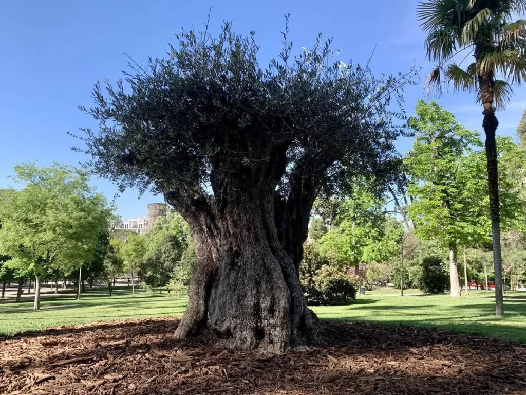 Superando al Ahuehuete: el reinado del olivo en El Retiro