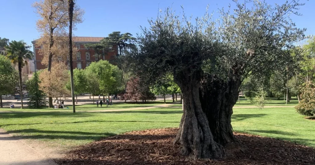 Vínculos Históricos Y Culturales: El Olivo Y La Tradición Mediterránea