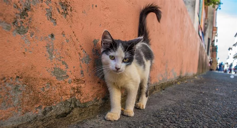 Pasos Efectivos Para Que Tu Gato Regrese A Casa Sano Y Salvo