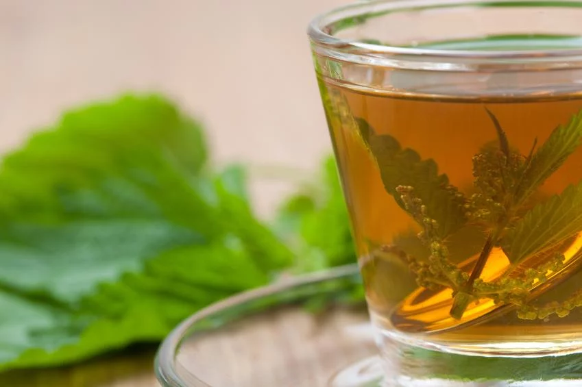 Infusión De Ortiga Verde: Una Poderosa Aliada Para Fortalecer El Sistema Inmunológico