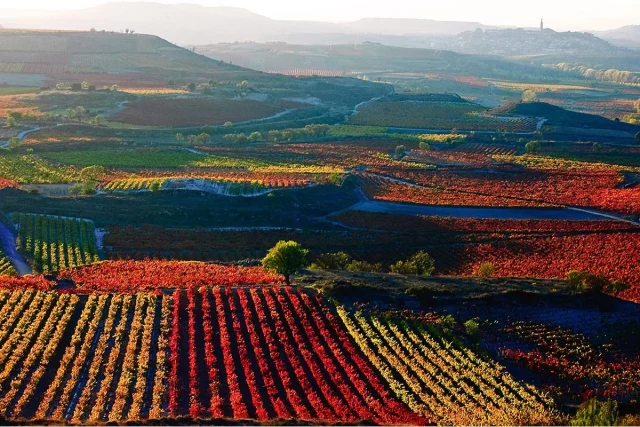 Miguel (45 Años), Bodeguero En La Rioja: «Los Turistas Vienen A La Vendimia Y Se Pierden Lo Mejor, Que Ocurre Ahora En Septiembre»