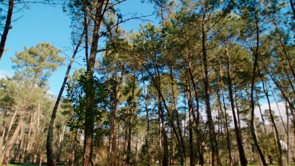 Fotos Bosque Naturgy 00004
