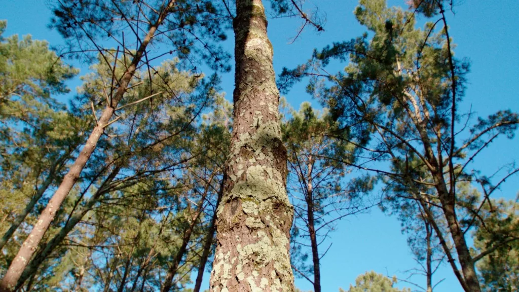 Fotos Bosque Naturgy 00005