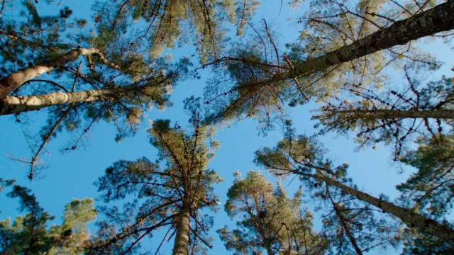 Naturgy Se Suma A La Lucha Por La Reforestación En España