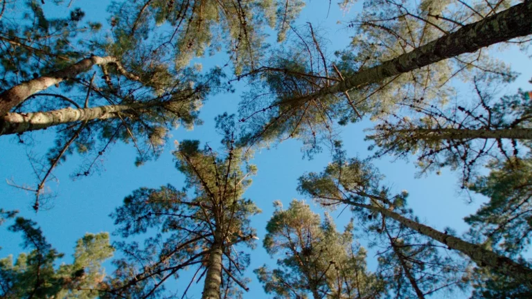 Naturgy se suma a la lucha por la reforestación en España