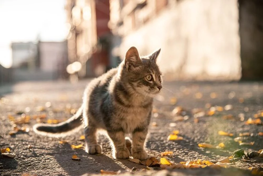 ¿Que Hacer Si Pierdo A Mi Gato?