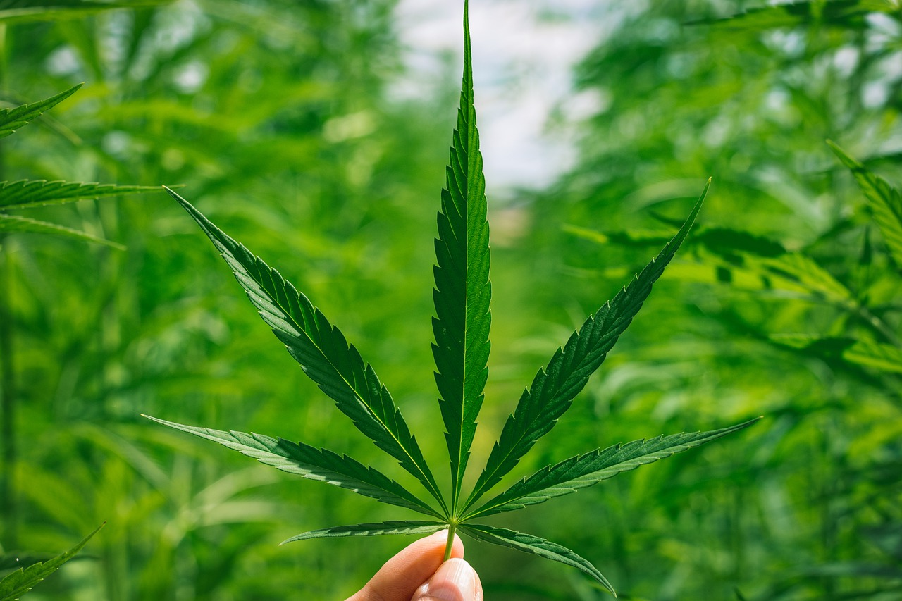 Cbd Para Todos Los Males 2 Image