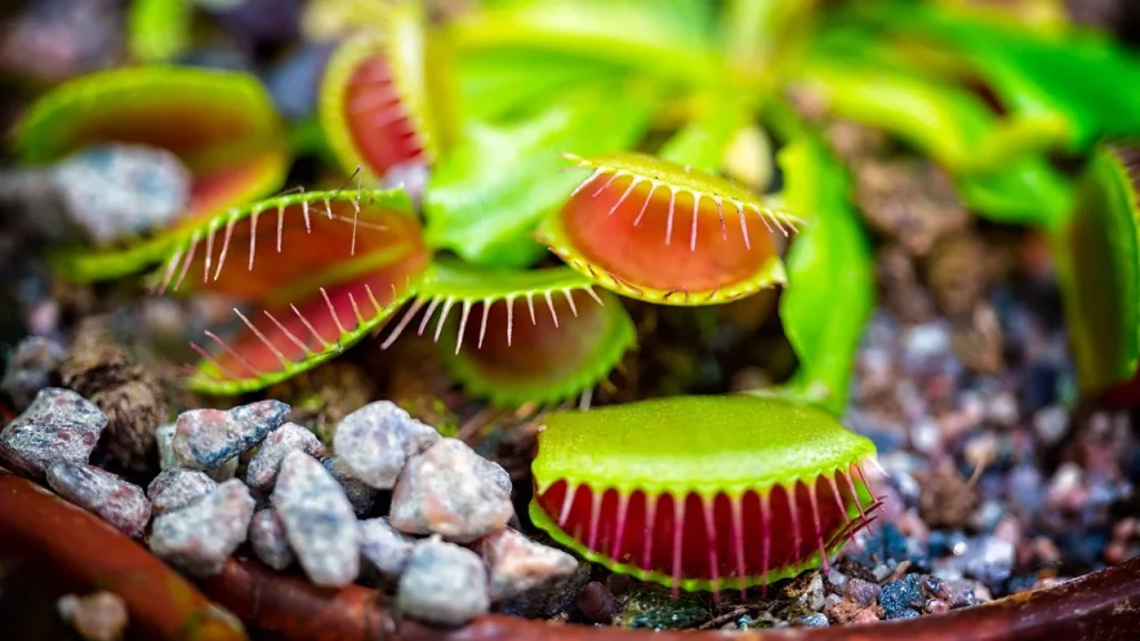 Los Cuidados Necesarios Para Tener Una Planta Carnívora En Casa