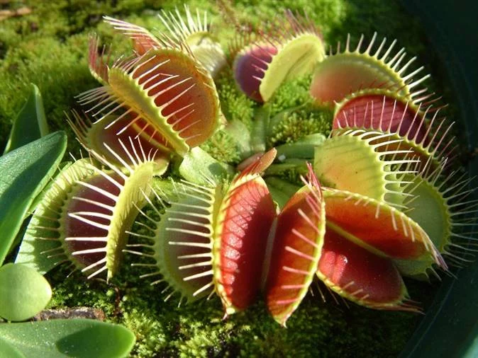Cómo cuidar plantas carnívoras en casa