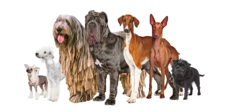 Las 3 razas de perros mas raras del mundo