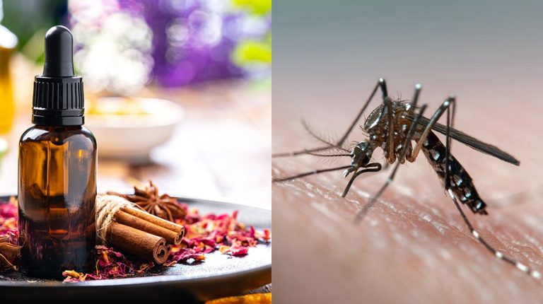 Cómo preparar repelentes caseros que funcionan para evitar picaduras de mosquitos