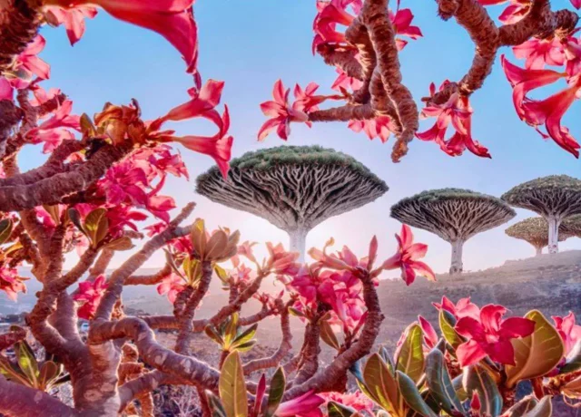 Un Paraíso Natural Frente A Tus Ojos Tan Extraño Que No Parece Real: El Árbol Del Dragón De La Isla De Socotra