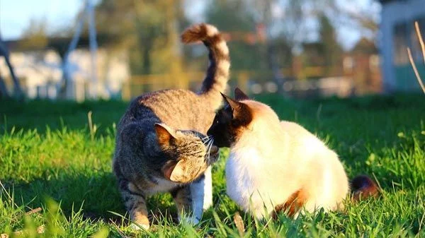 10 curiosidades que no sabías sobre los gatos: seguro quedarás sin palabras