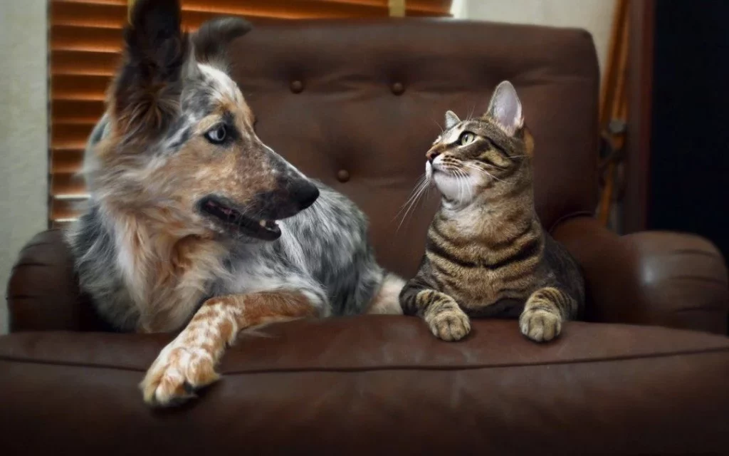 Una Responsabilidad Compartida: El Calor Extremo Y El Futuro De Nuestras Mascotas