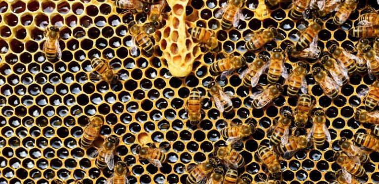 Apicultores de Extremadura advierten de una «incierta» producción tras una «enjambrazón desbordada»