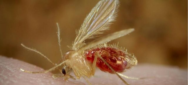 Comunidad De Madrid Estudiará El Impacto De La Leishmaniasis Con Análisis Del Mosquito Que La Causa, Liebres Y Conejos