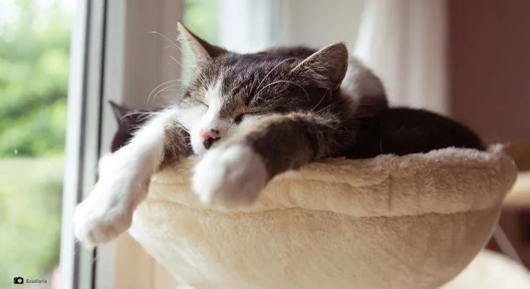Descubre el juguete para tu gato que seguramente hará que no se aburra