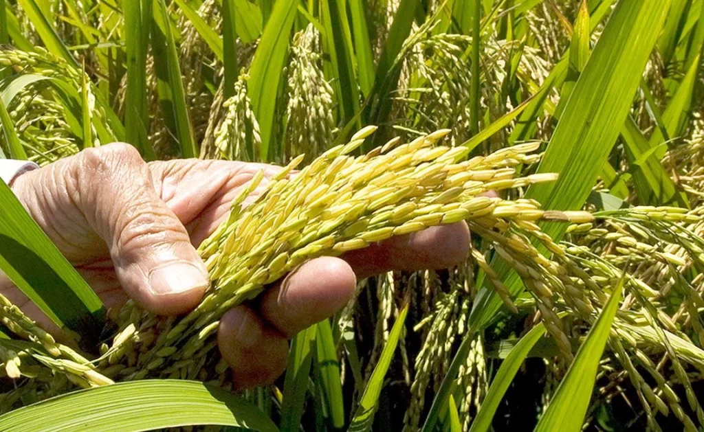El Debate Sobre El Herbicida Del Arroz: ¿Igualdad De Condiciones En La Agricultura Europea?