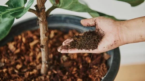 Fertilización y control de plagas