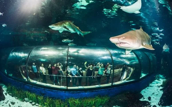 L’Aquàrium de Barcelona: un paseo por el Mediterráneo