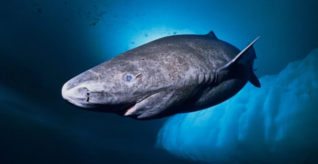Existe Un Animal En La Tierra Que Puede Vivir Hasta 500 Años, Y Es Terrorífico 5 Puede Vivir Hasta 500 Años Y Se Encuentra En El Caribe: ¿Conoces Al Animal Más Longevo Del Planeta?