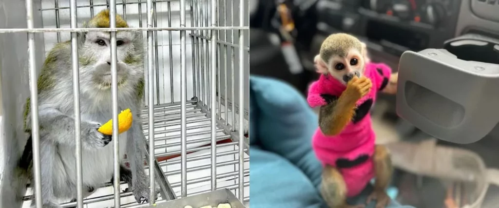 Una Selva En Casa: El Hombre Que Confundió Animales Salvajes Con Mascotas Domésticas 2 El Curioso Caso De Estados Unidos Con Los Animales Salvajes