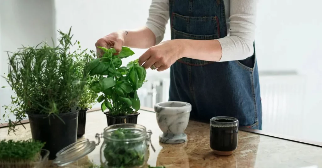 Plantas Y Hierbas Aromáticas
