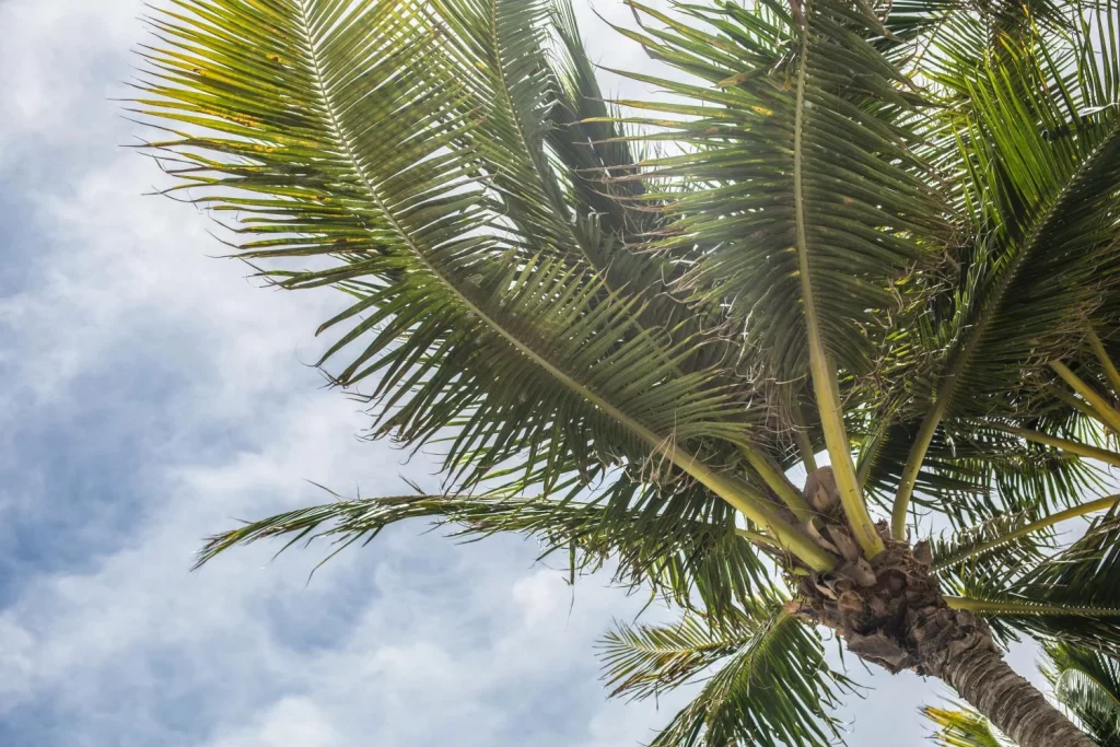 ¿Sabías Que La Primera Palmera Creció En Un Lugar Gélido? Esta Es Su Curiosa Historia