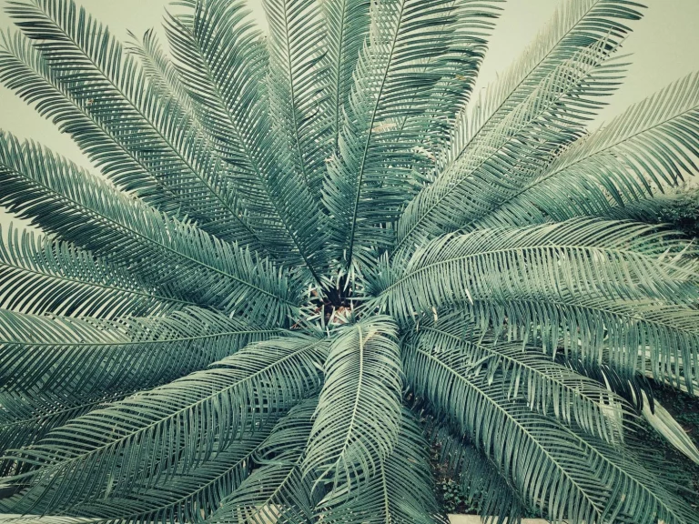 ¿Sabías que la primera palmera creció en un lugar gélido? Esta es su curiosa historia