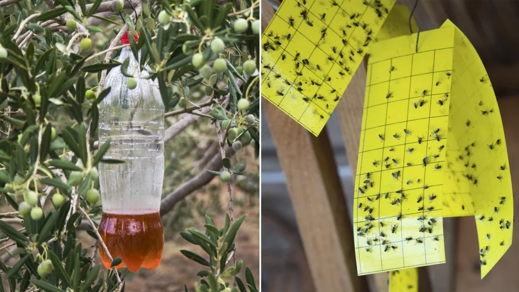 Trampas Caseras Con Ingredientes Comunes, Uno De Los Remedios Infalibles Para Combatir Las Moscas 