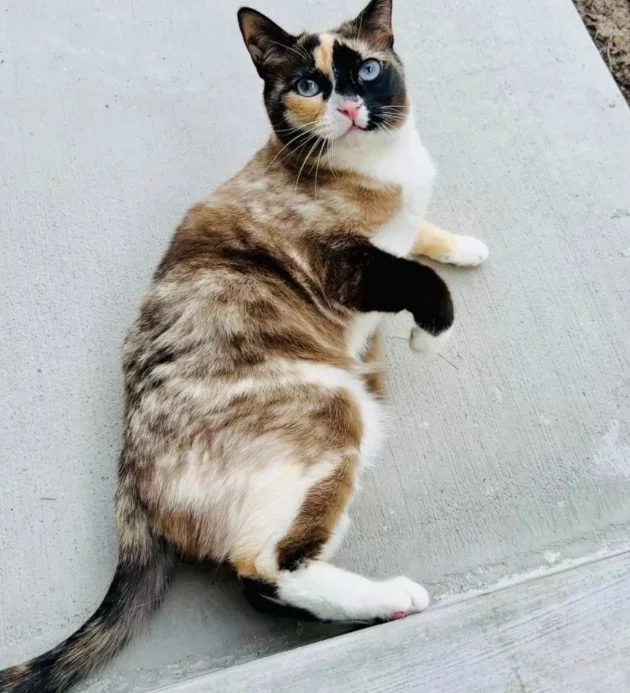 Mandaron a su gato en una caja de Amazon por error de un lado a otro del país durante 6 días