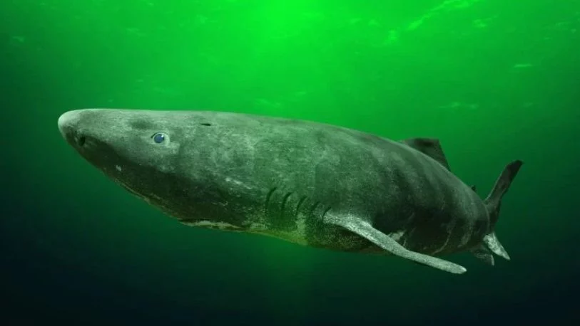 Existe Un Animal En La Tierra Que Puede Vivir Hasta 500 Años, Y Es Terrorífico 1 Puede Vivir Hasta 500 Años Y Se Encuentra En El Caribe: ¿Conoces Al Animal Más Longevo Del Planeta?