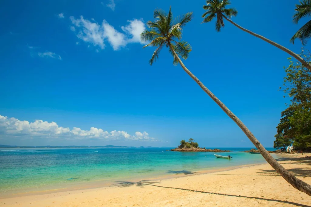 ¿Sabías Que La Primera Palmera Creció En Un Lugar Gélido? Esta Es Su Curiosa Historia