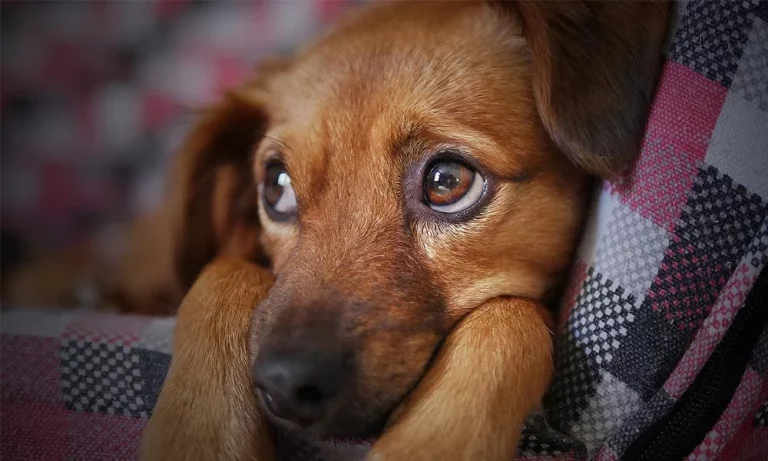 3 alimentos que están matando a tu perro