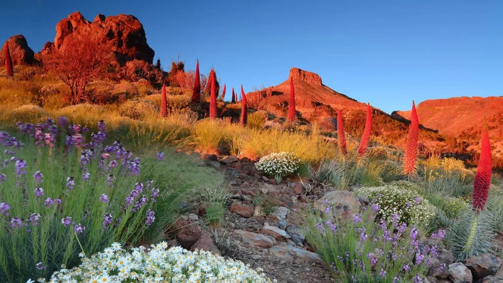 Descubre Tenerife, La Ciudad Que Tiene Un Encanto Único En España 1 Todo Lo Que Puedes Observar En Tenerife Y No Debes Perderte