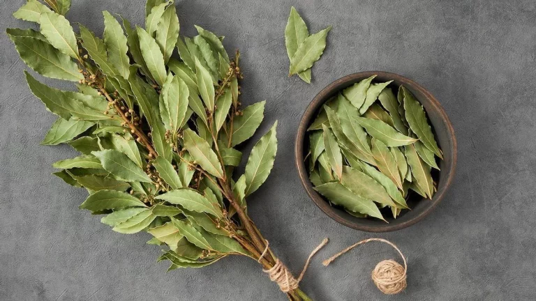 No solo en comidas: Descubre cómo el laurel sirve para limpiar tu ropa