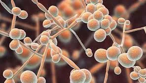 Hongo Candida 3