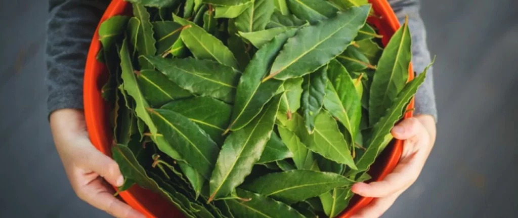 El Truco Para Limpiar Tu Ropa Con Hojas De Laurel