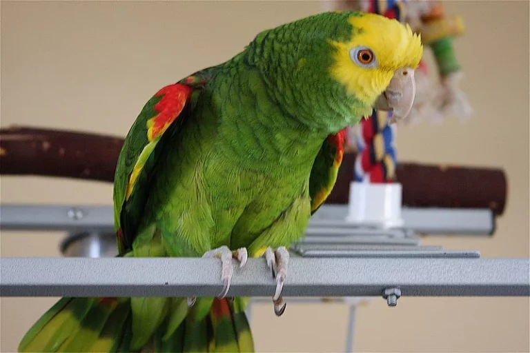 Loro se hace viral por descubrir una infidelidad