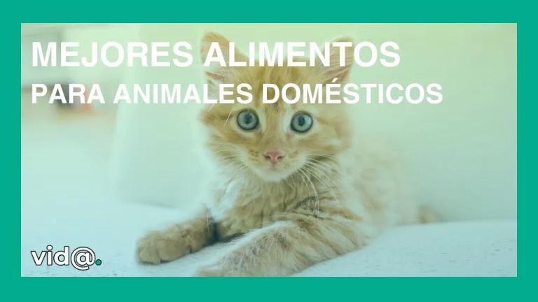 Mejores alimentos para animales domésticos