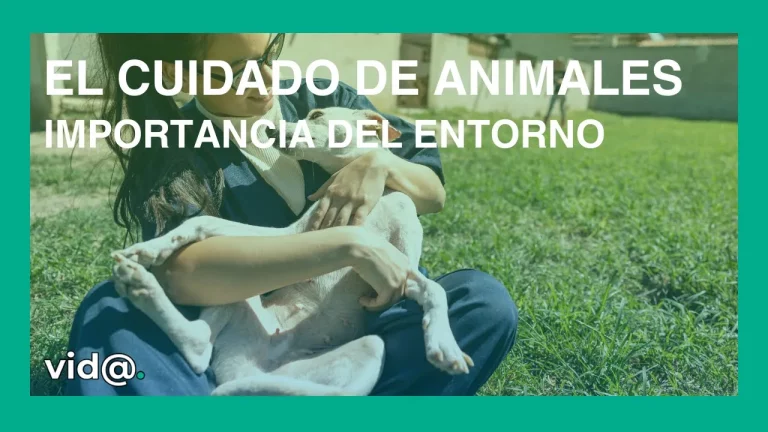 Importancia del entorno en el cuidado de animales
