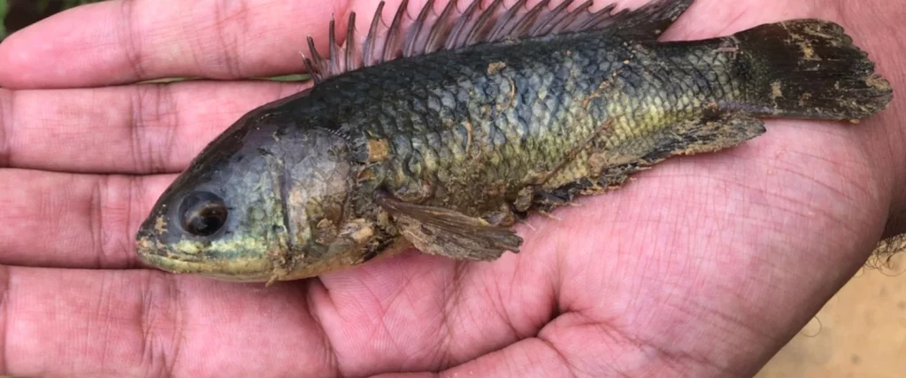 Un Pez Bastante Singular Que Algunos Adoptan Como Mascota