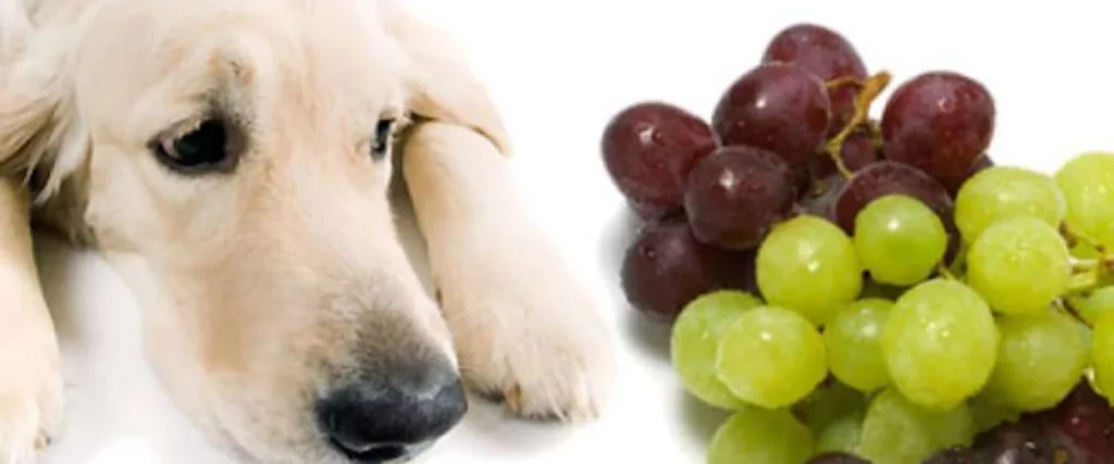 Evita Las Uvas O Las Pasas A Tu Perro, ¡Podrás Lamentarlo Por Siempre!