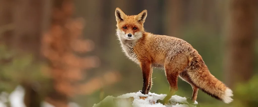 Una Selva En Casa: El Hombre Que Confundió Animales Salvajes Con Mascotas Domésticas 1 Los Zorros, Una Especie De Animales Tiernos E Inofensivos (O Casi)