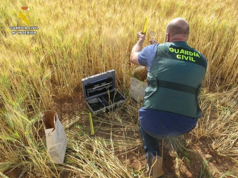 Operación ‘Kernel-Seeds’: Dos personas detenidas y 14 investigadas por comerciar de forma ilegal con variedades protegidas de cereal
